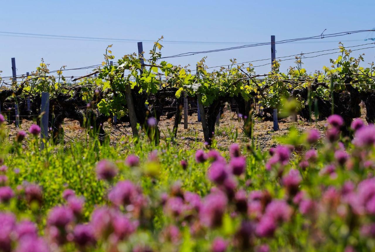 Domaine De Ludeye Hotel Listrac-Médoc Kültér fotó